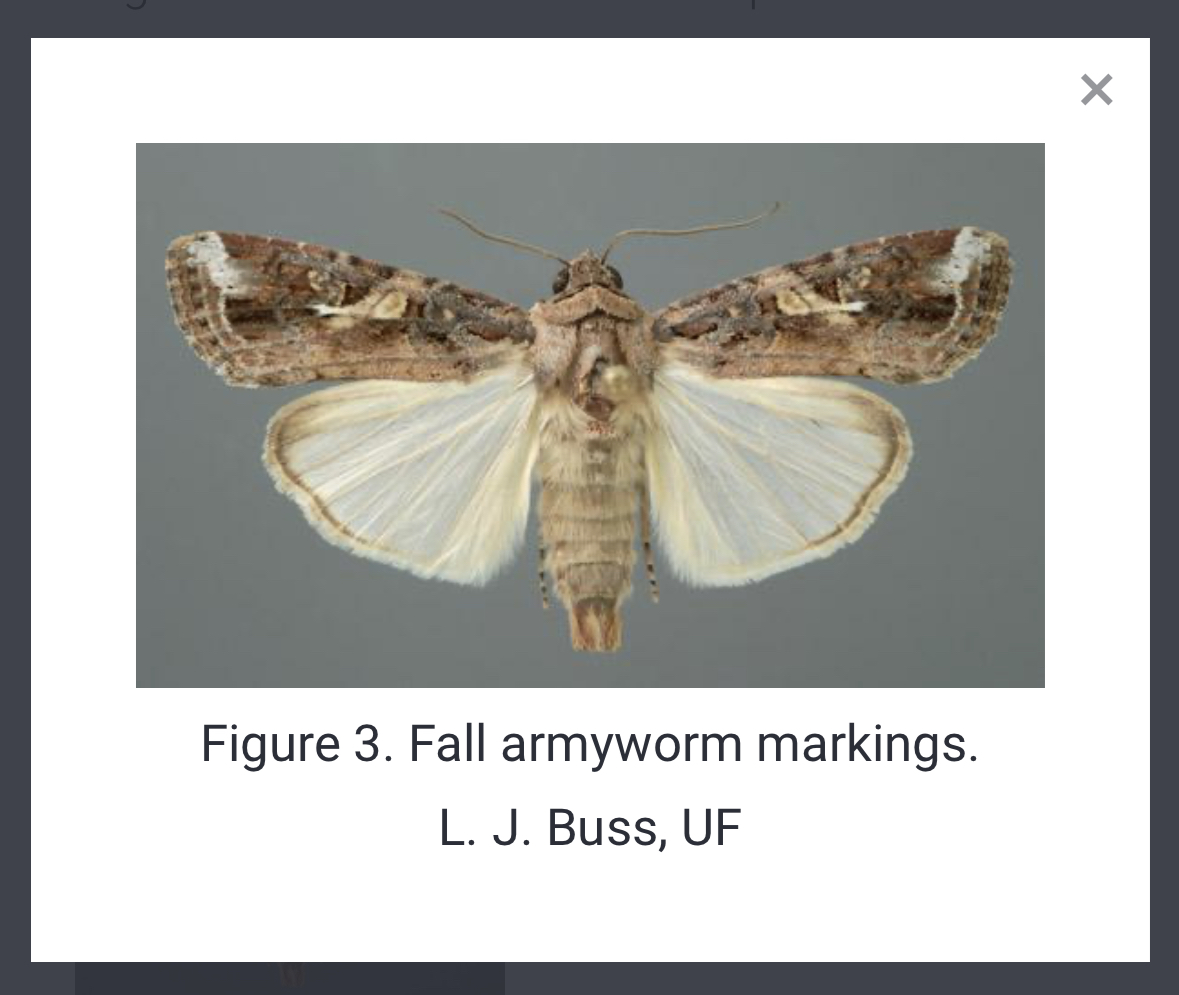 Armyworm Moth