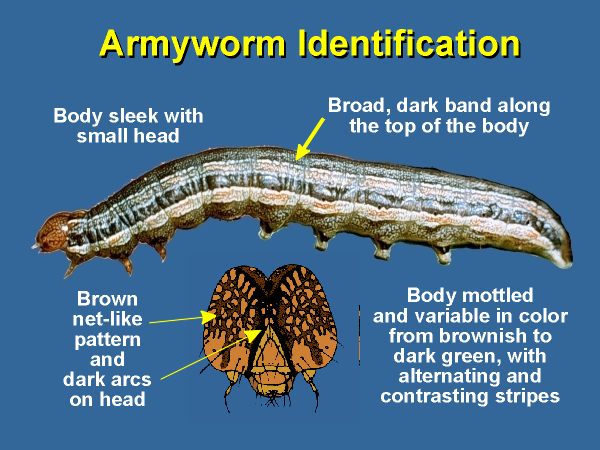 Fall Armyworm Identification